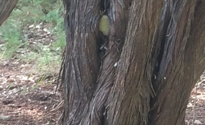 Secret Garden Dragon