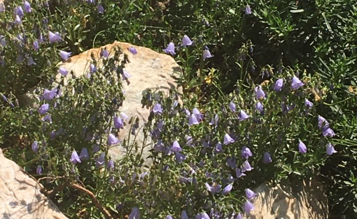 Suffer Little Children